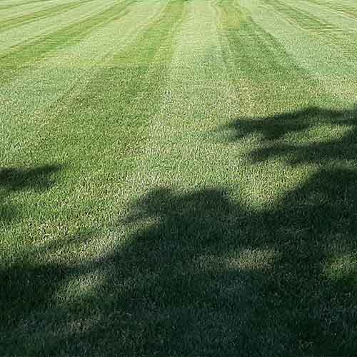 Artepianta-di-Luca-Carnevali-Manutenzione-giardini-MANUTENZIONE-AREE-VERDI-Dettaglio-sfalcio-erba-giugno-2021