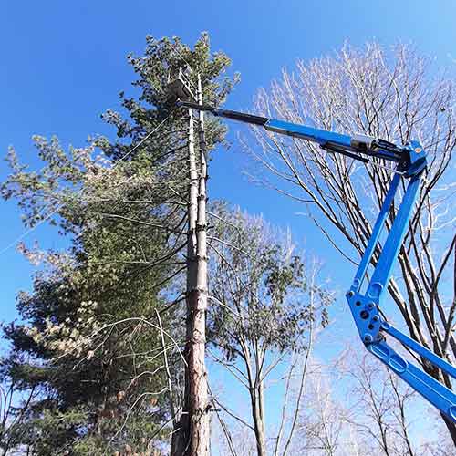 Artepianta-di-Luca-Carnevali-Manutenzione-giardini-MANUTENZIONE-AREE-VERDI-Potature-dcon-cestello-giugno-2021