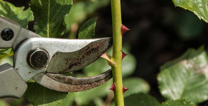 Artepianta, Potature di primavera: le rose